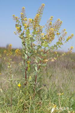 Lepidium perfoliatum L. 2.Image
