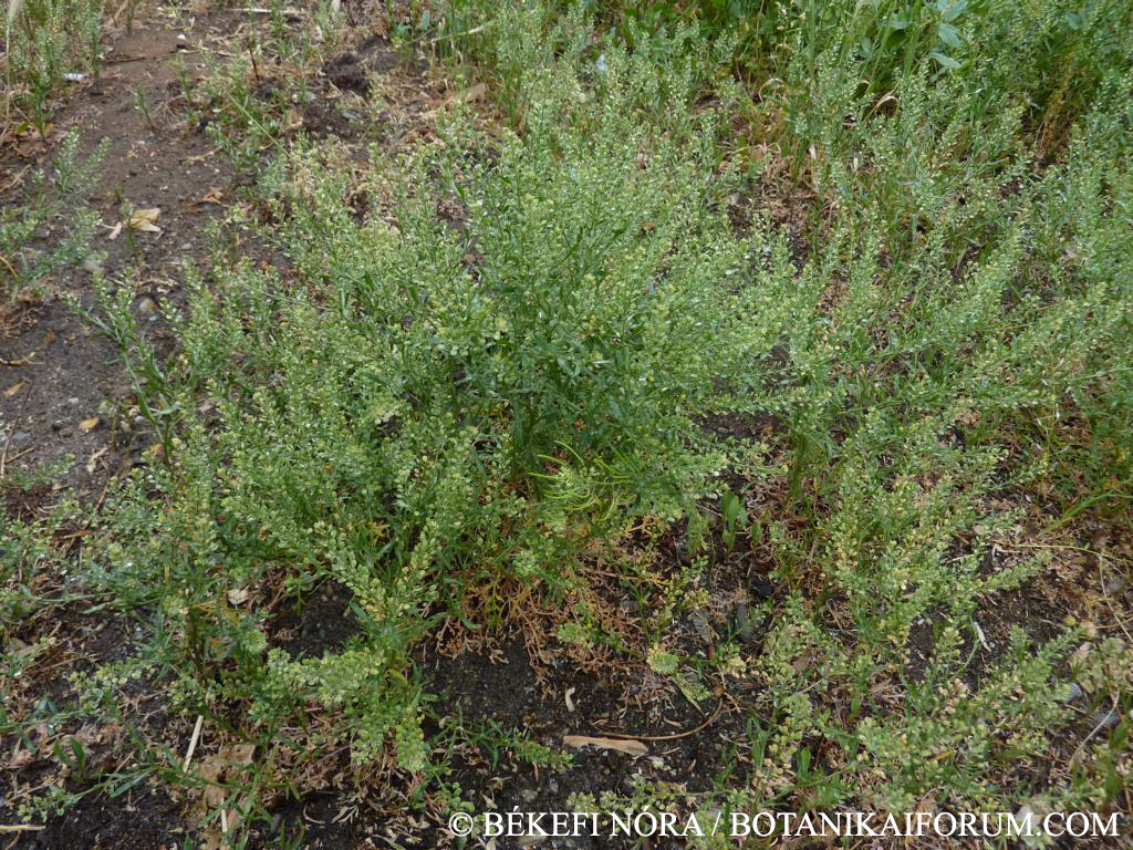 Lepidium ruderale L.