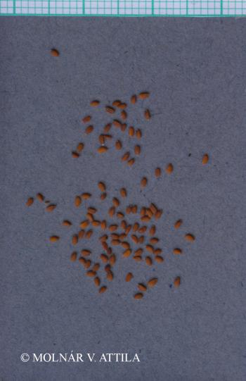 Lepidium ruderale L. 2.Image