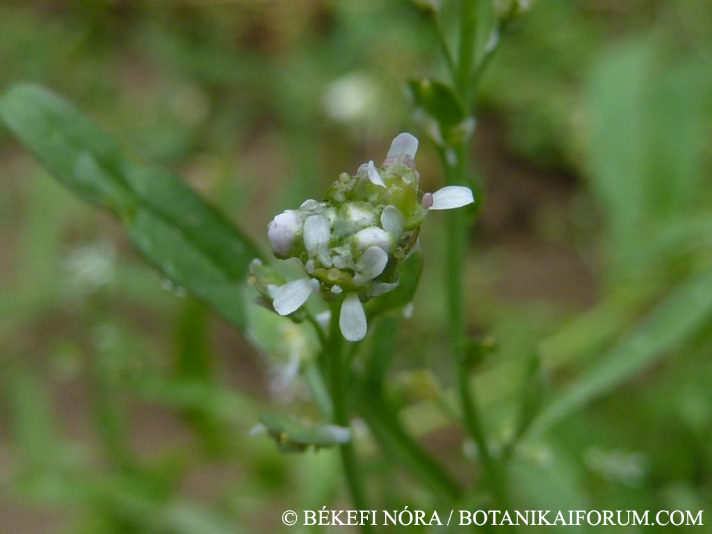 Lepidium sativum L.