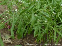 Lepidium sativum L. 2.Image