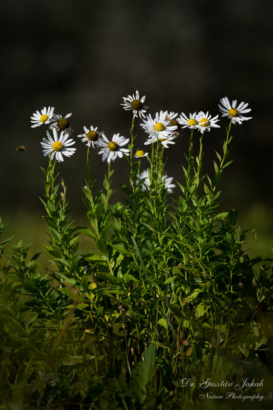 Leucanthemella serotina (L.) Tzvelev
