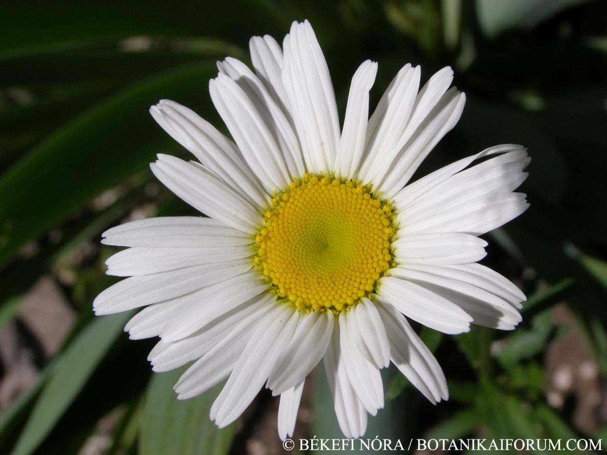 Leucanthemum vulgare agg.