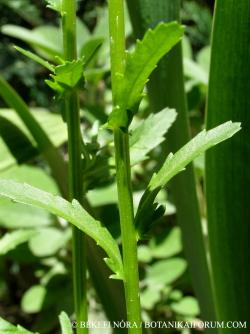 Leucanthemum vulgare agg. 2.Image