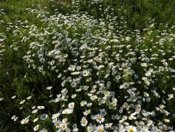 Leucanthemum vulgare agg. 3.Image