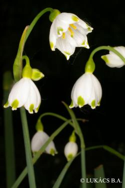 Leucojum aestivum L. 2.Kép