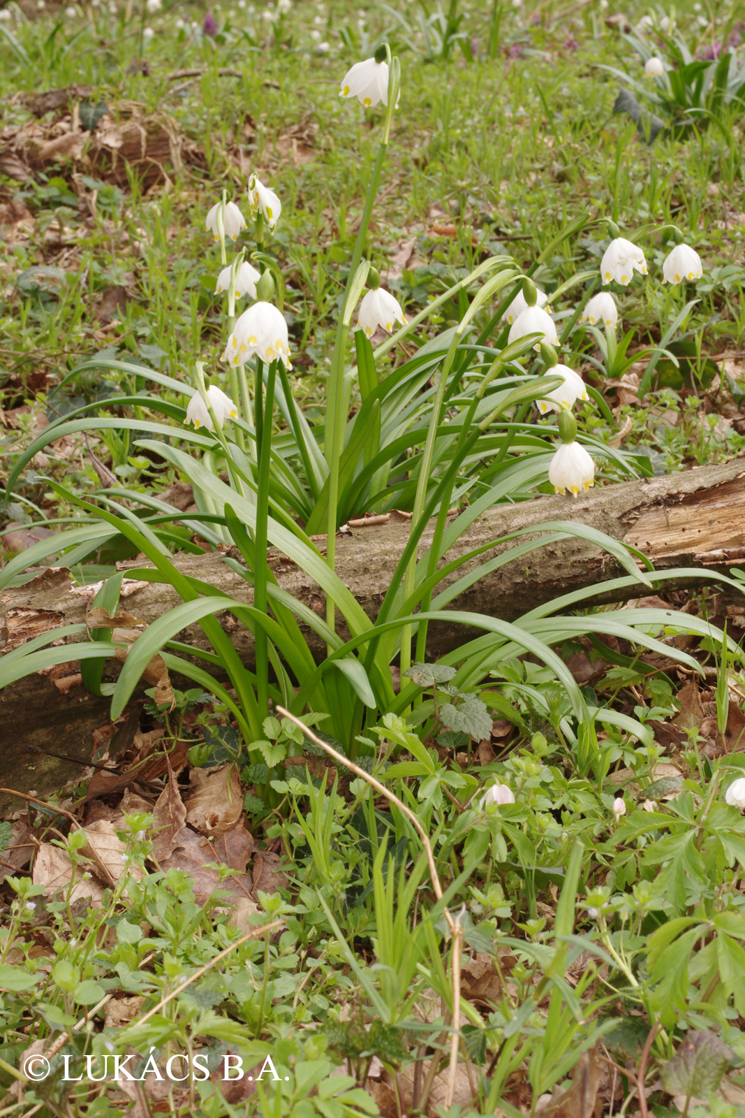 Leucojum vernum L.