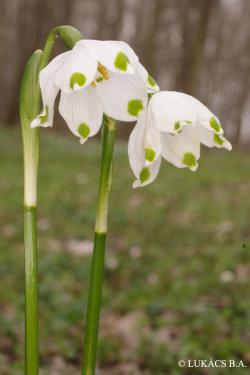 Leucojum vernum L. 2.Kép
