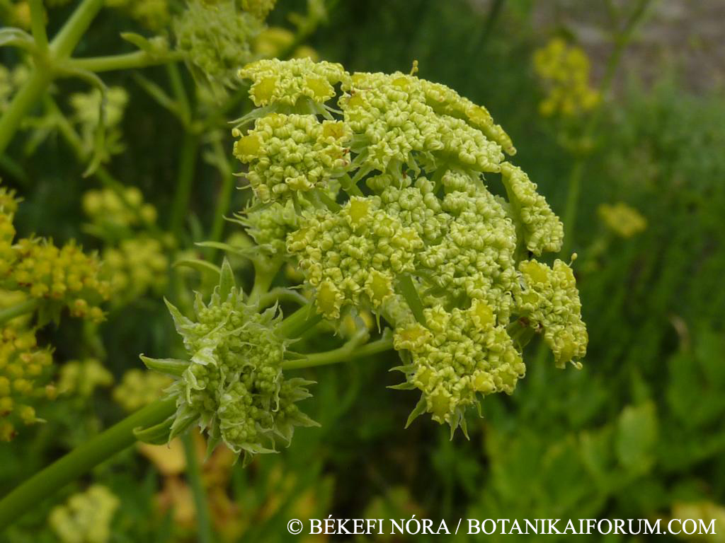 Levisticum officinale W.D.J. Koch