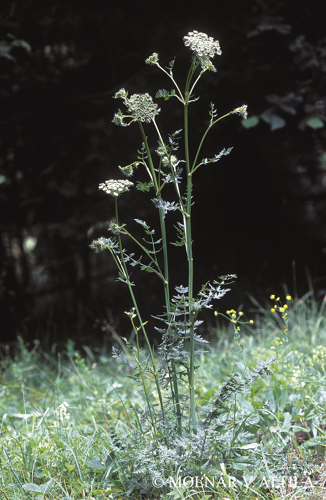Libanotis pyrenaica (L.) Bourg.