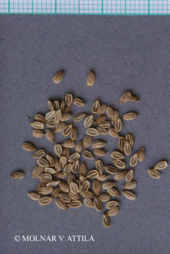 Libanotis pyrenaica (L.) Bourg. 2.Kép
