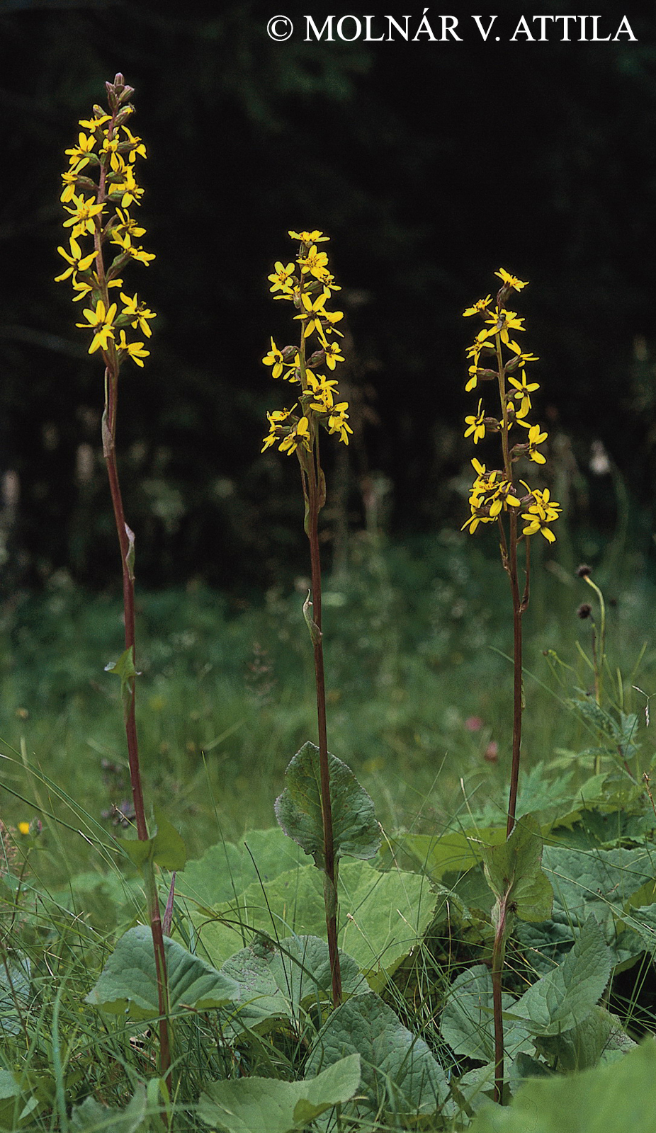 Ligularia sibirica (L.) Cass.