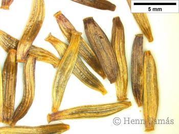 Ligularia sibirica (L.) Cass. 2.Kép