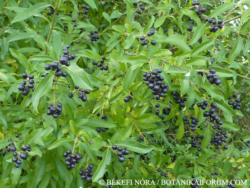 Ligustrum vulgare L.