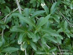 Ligustrum vulgare L. 2.Image