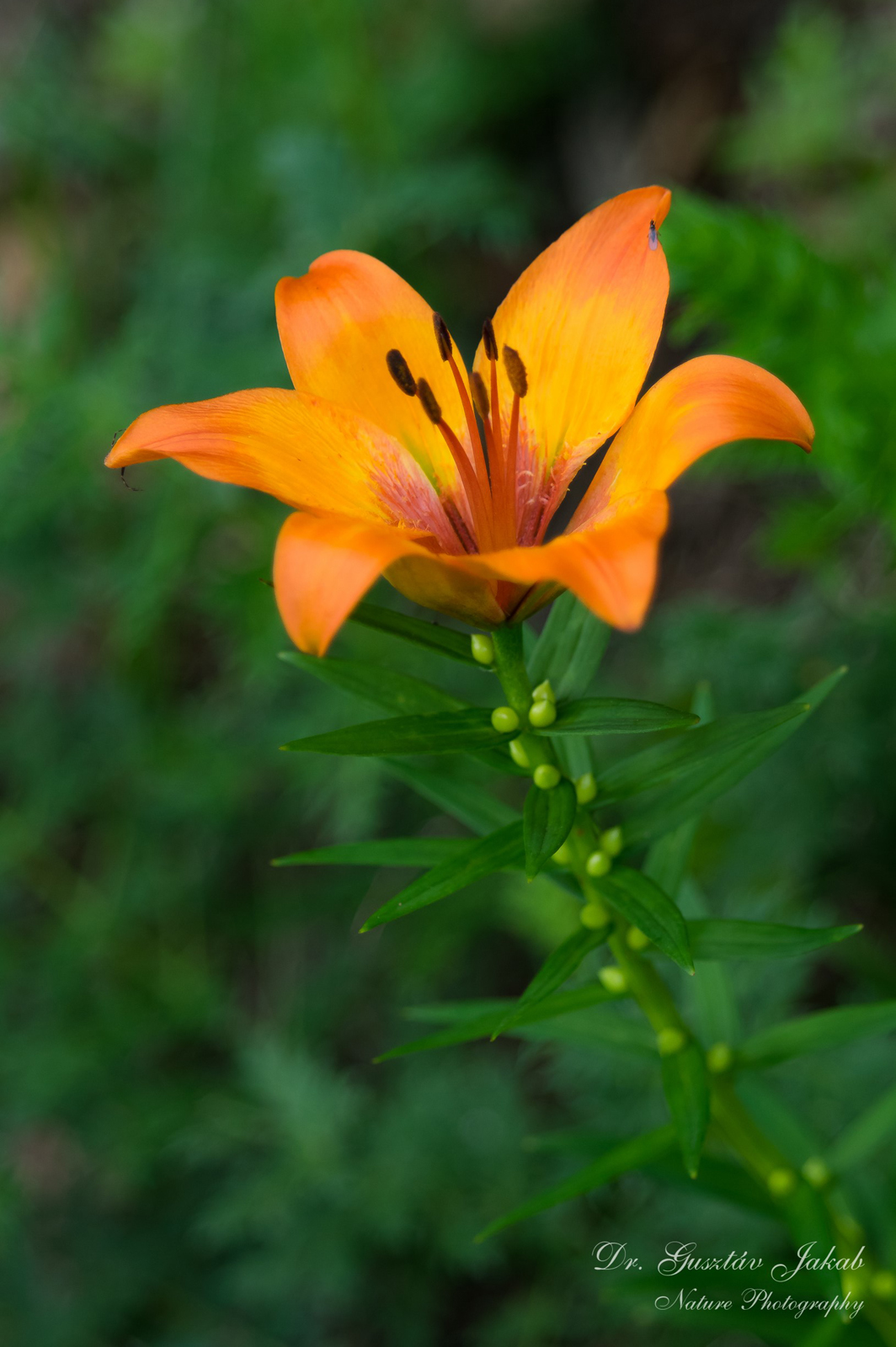 Lilium bulbiferum L.