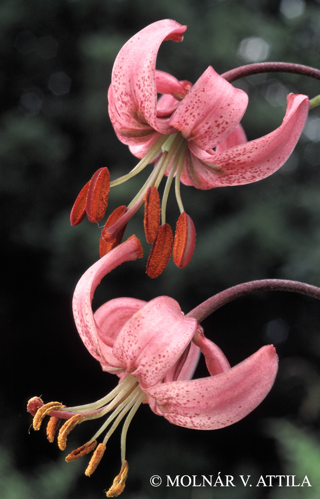 Lilium martagon L.
