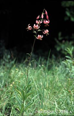 Lilium martagon L. 2.Image