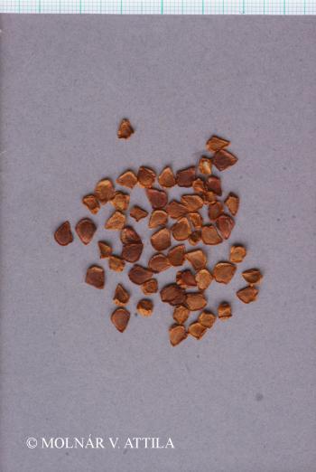 Lilium martagon L. 3.Image