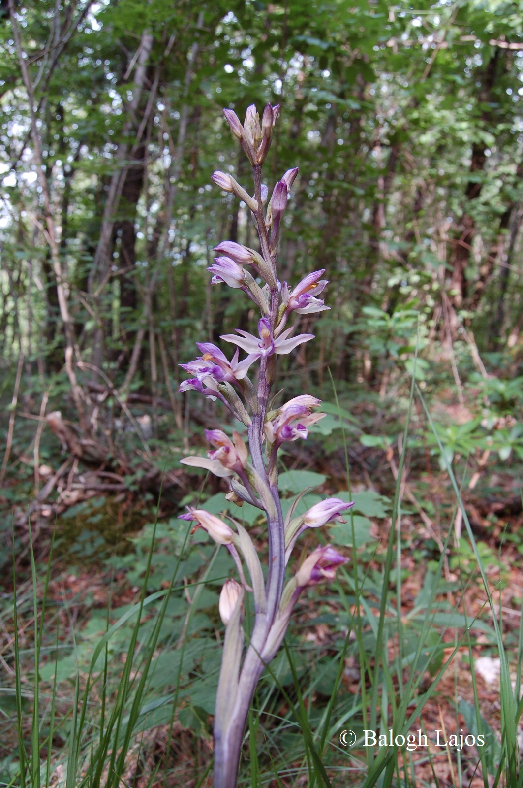 Limodorum abortivum (L.) Sw.