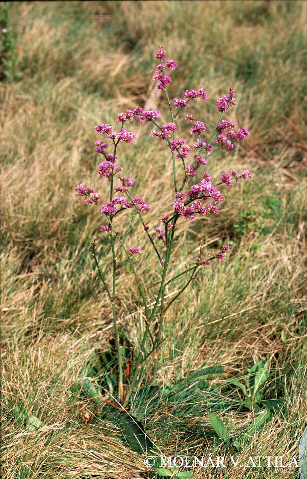 Limonium gmelinii (Willd.) Kuntze