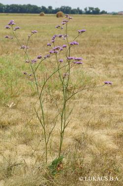 Limonium gmelinii (Willd.) Kuntze 2.Image