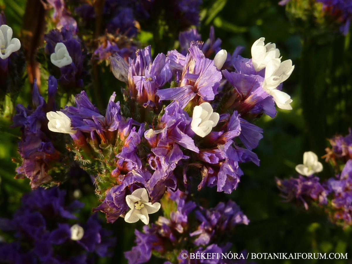 Limonium sinuatum (L.) Mill.