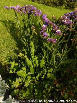 Limonium sinuatum (L.) Mill. 2.Image