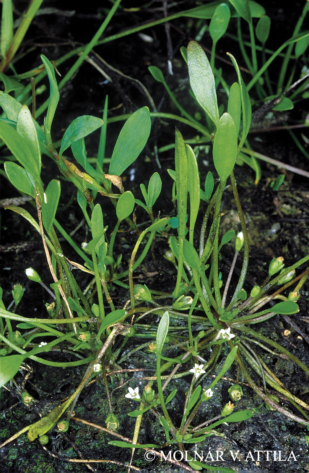 Limosella aquatica L.