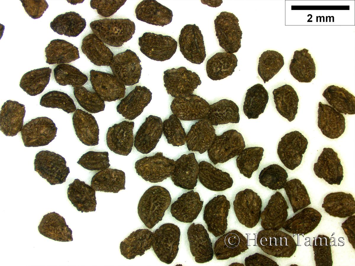 Linaria arvensis (L.) Desf.