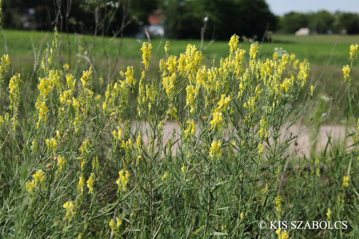 Linaria biebersteinii Besser subsp. strictissima (Schur) Soó