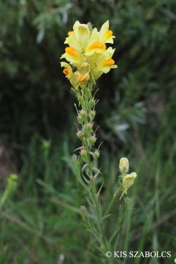 Linaria biebersteinii Besser subsp. strictissima (Schur) Soó 2.Image