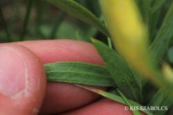Linaria biebersteinii Besser subsp. strictissima (Schur) Soó 3.Image