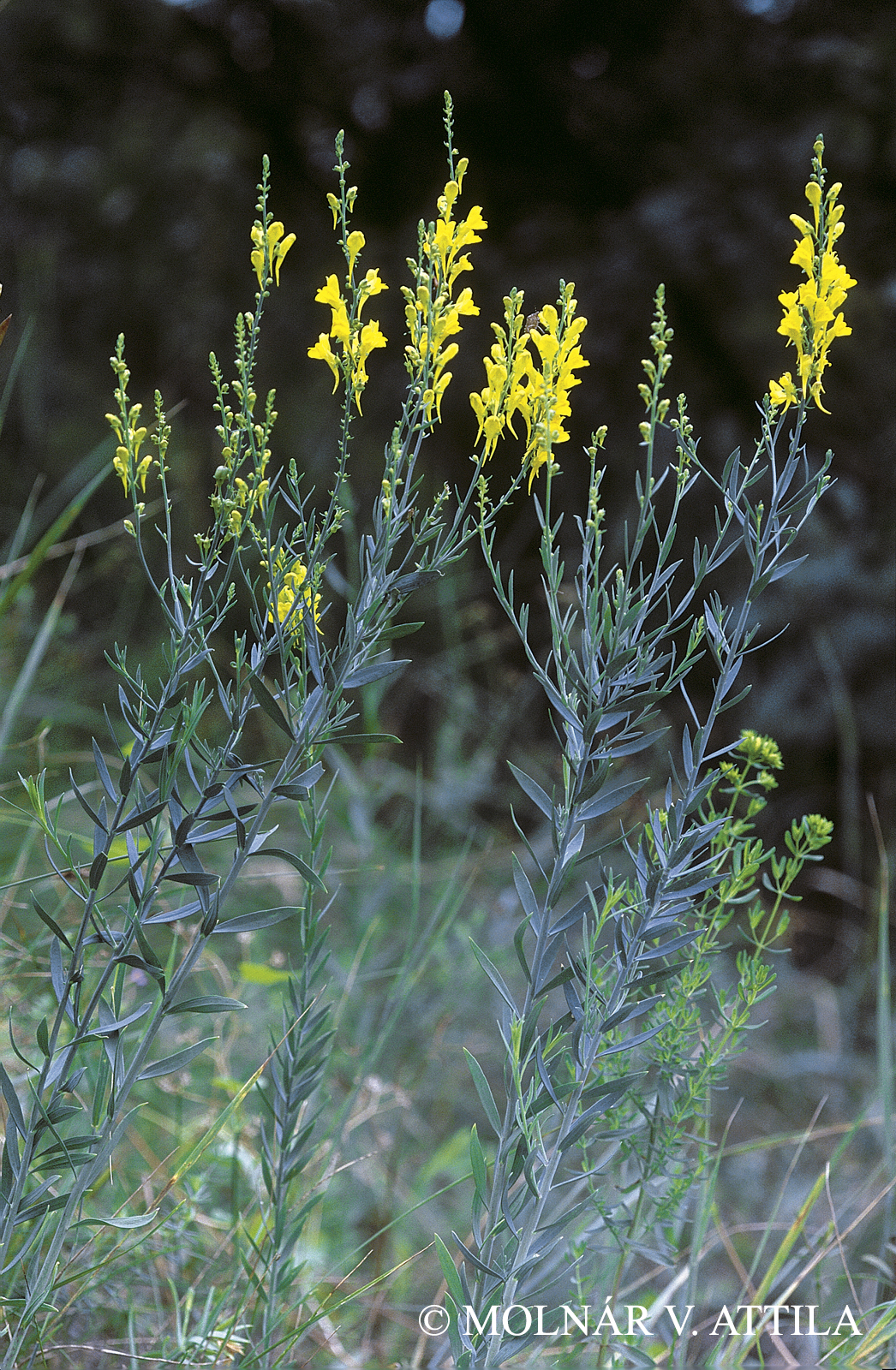 Linaria genistifolia (L.) Mill.