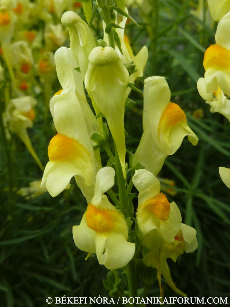 Linaria vulgaris Mill.
