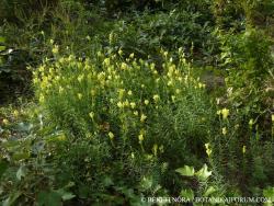 Linaria vulgaris Mill. 2.Image