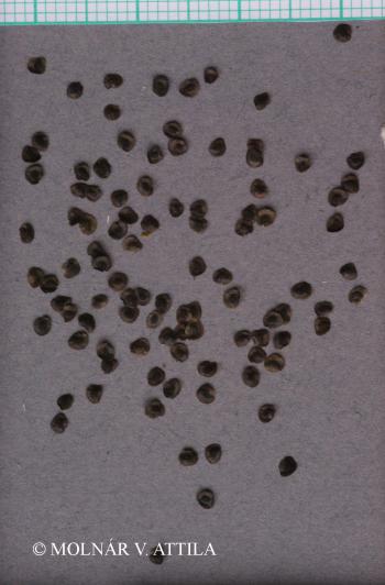 Linaria vulgaris Mill. 3.Image