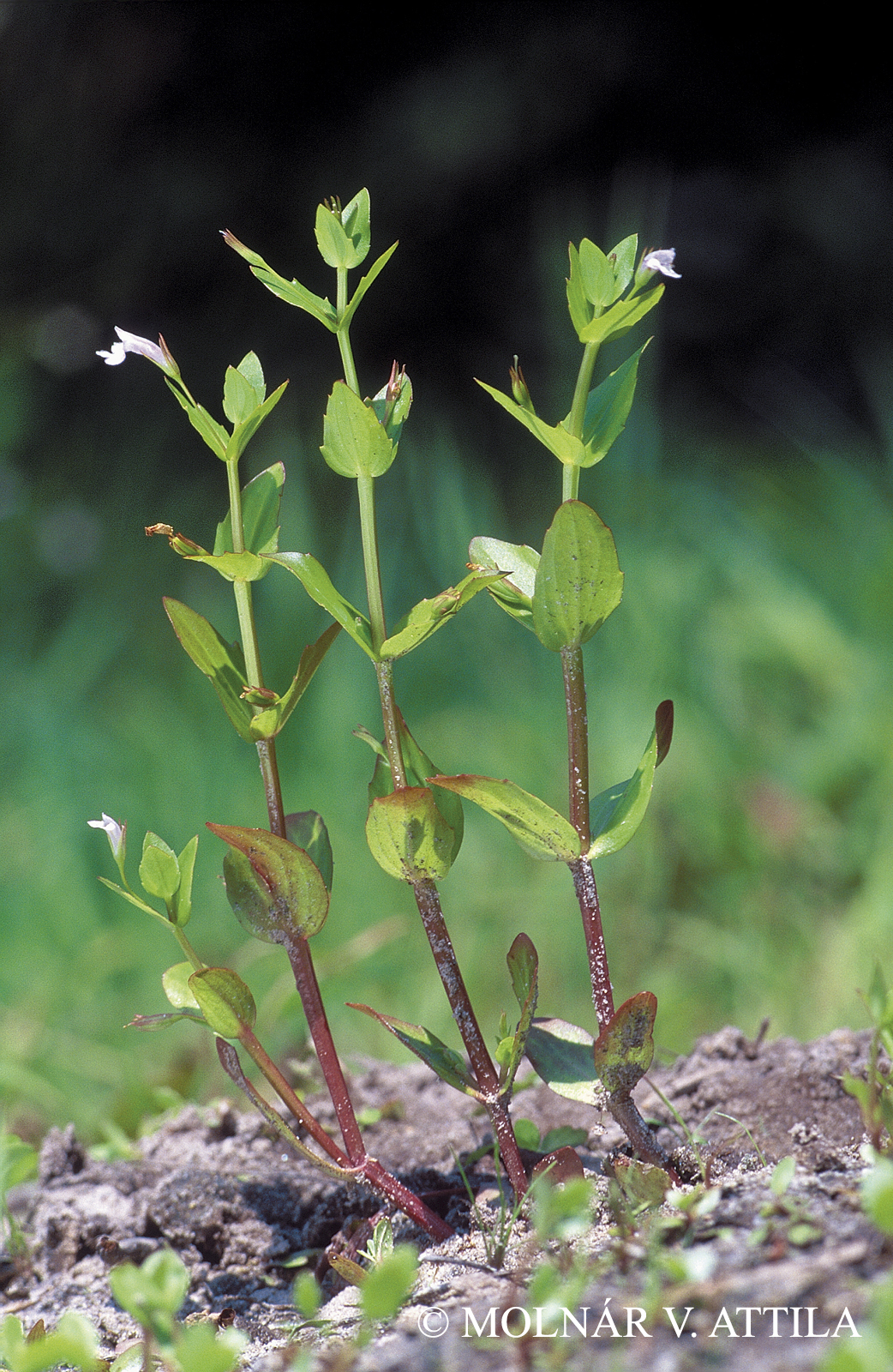 Lindernia dubia (L.) Pennell