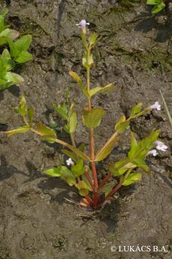Lindernia dubia (L.) Pennell 2.Image