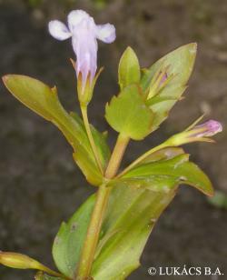 Lindernia dubia (L.) Pennell 3.Image