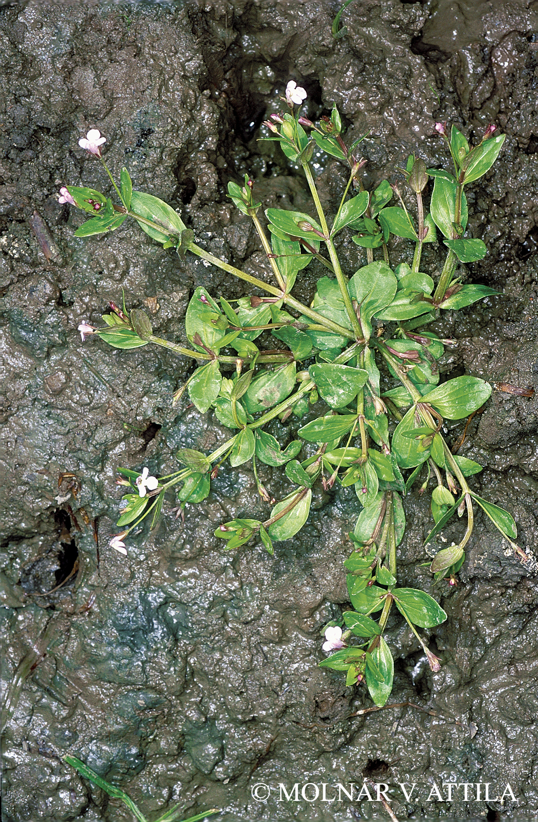 Lindernia procumbens (Krock.) Philcox