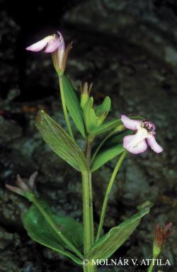 Lindernia procumbens (Krock.) Philcox 2.Image