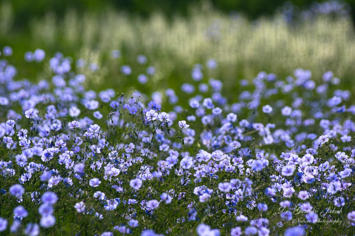 Linum austriacum L.
