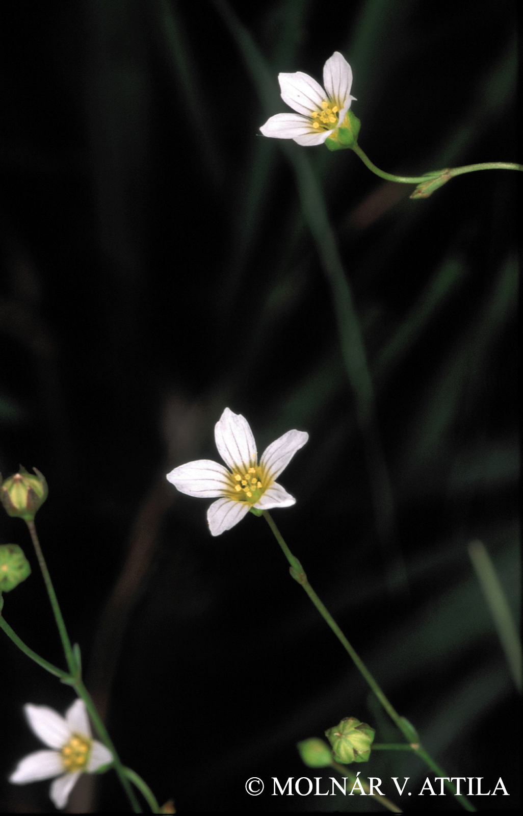 Linum catharticum L.