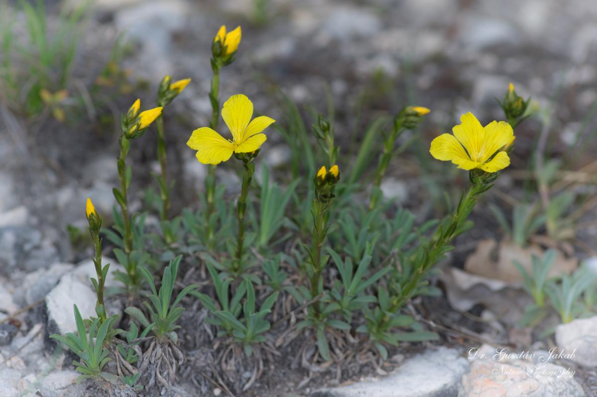 Linum dolomiticum Borbás