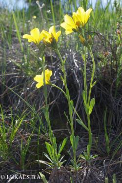 Linum dolomiticum Borbás 3.Kép