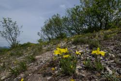 Linum dolomiticum Borbás 2.Kép