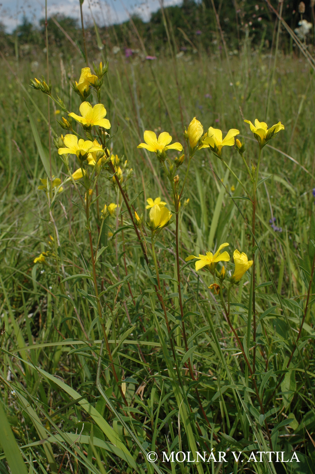 Linum flavum L.
