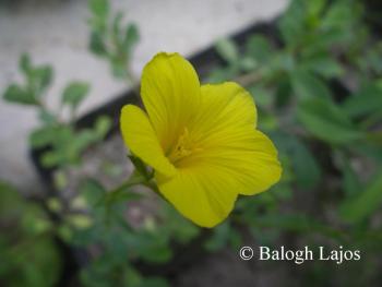 Linum flavum L. 3.Kép