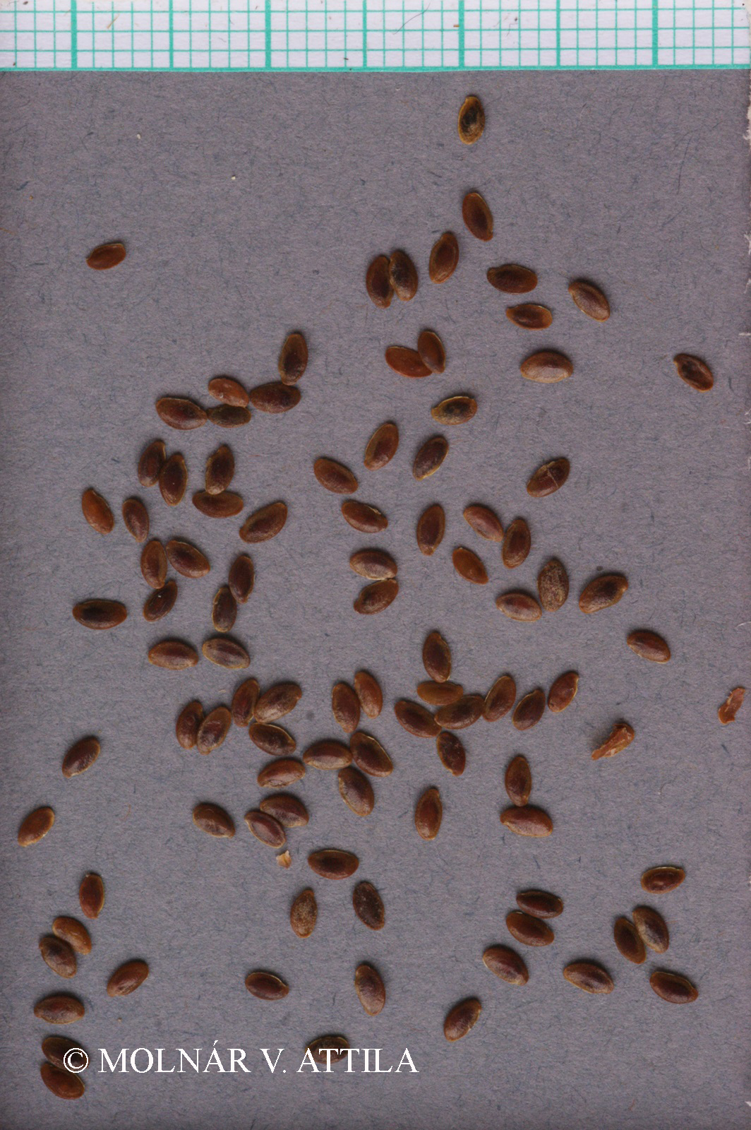 Linum hirsutum L.